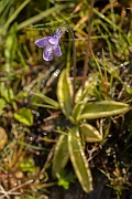 David Plant Photography - Wildlife Photography - Common butterwort - E